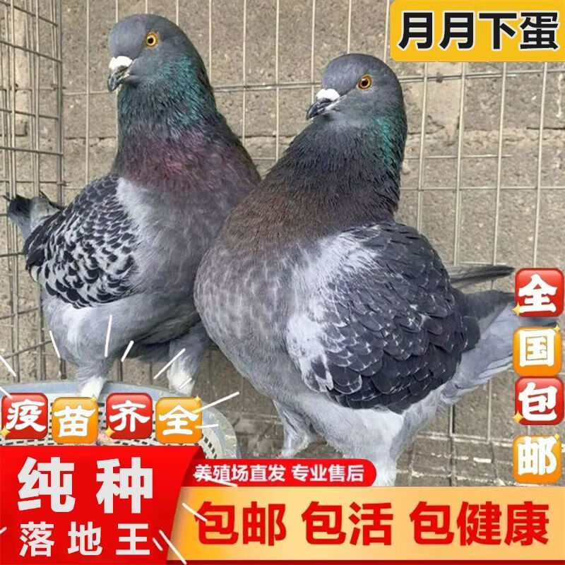 纯种落地王鸽子公母一对正宗大体种鸽肉鸽观赏鸽下蛋繁殖