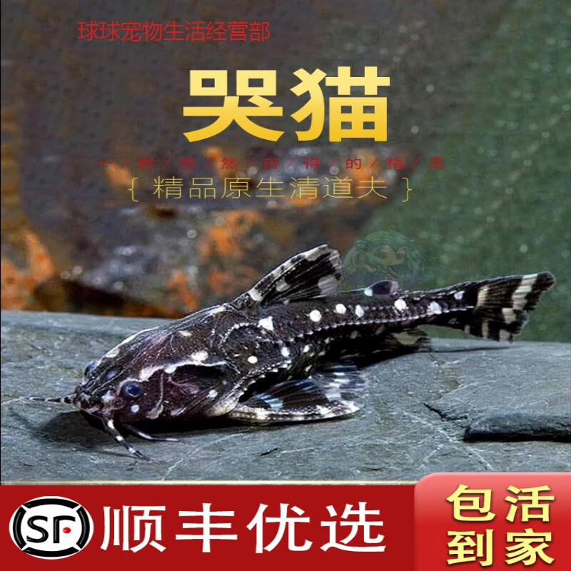 哭猫鱼热带底栖鱼斑点鲶科鱼笑猫爱吃垃圾清理鱼缸残渣工具鱼活体 2