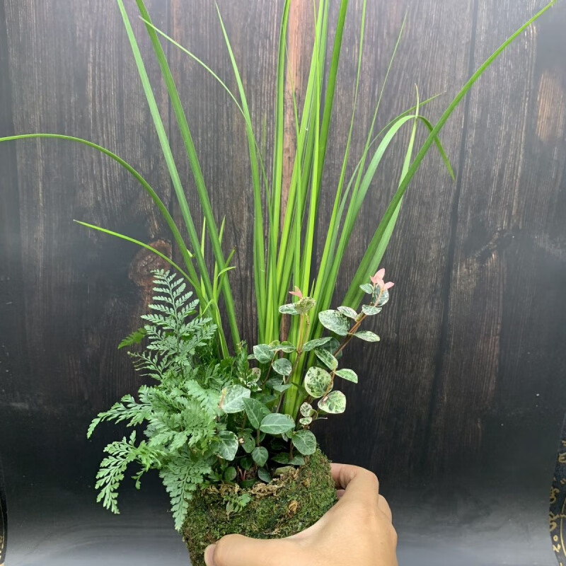 雨花蝶三生有幸菖蒲组合胧月花叶络石小植物鱼缸水培绿植盆栽水陆缸