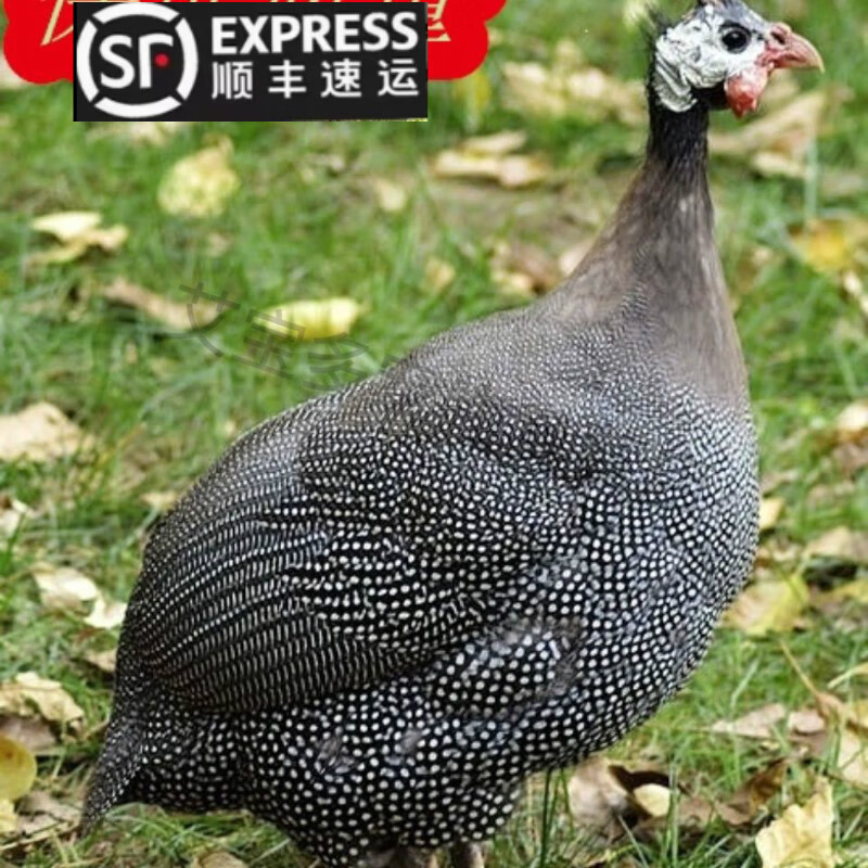 自家散养成年超大珍珠鸡3斤多即将下蛋的真珠鸡活体 珍珠鸡1只公