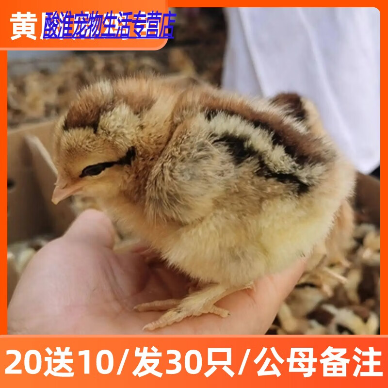 苗青脚麻鸡活苗笨鸡草鸡小鸡苗厂家直销包活 黄脚麻鸡苗20 10公母备注