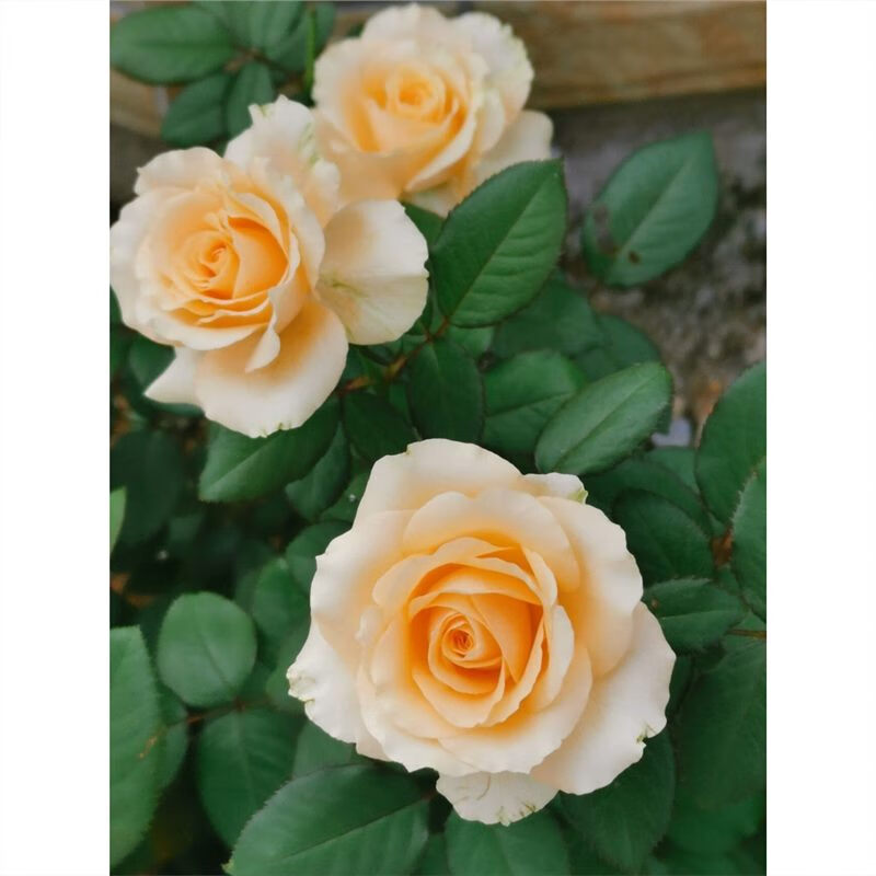 蜜桃雪山玫瑰花大苗盆栽四季开花卉阳台花园植物直立性好大朵玫瑰