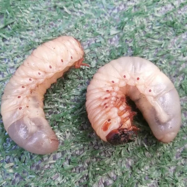 达泽侠独角仙3龄大幼虫甲虫成虫另类宠物易养新手套餐学生版包活 仙幼