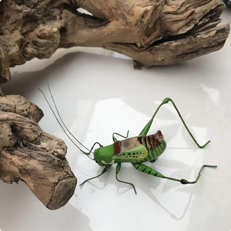 青鸟飞鱼仿真昆虫蚂蚱蝈蝈蛐蛐螳螂知了模型盆景装饰泥土摆件磁性冰箱