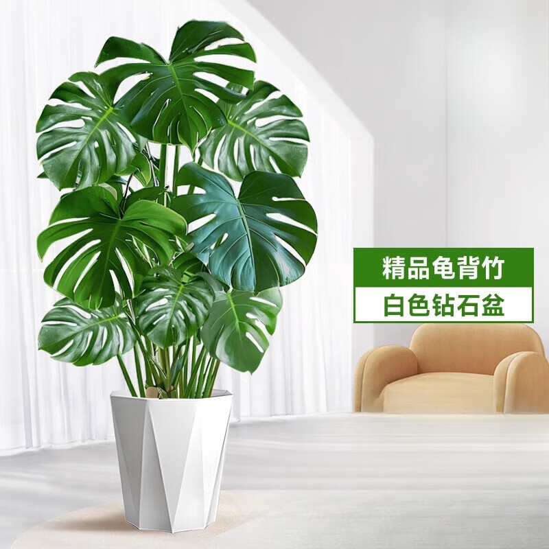 歐芽  龜背竹客廳大盆栽老樁植物辦公室大型綠植室內(nèi)盆景 精品龜背竹50-60cm(白色鉆石盆)