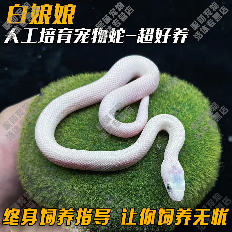 smvp玉米蛇活物真蛇宠物蛇爬宠幼体异宠宠物无毒蛇宠 白娘娘【苗】