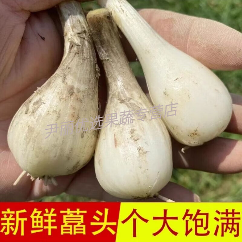 现挖藠头葱茭头教头叫果子鹅把腿叫头荞头新鲜去叶去须时令蔬菜 3斤装