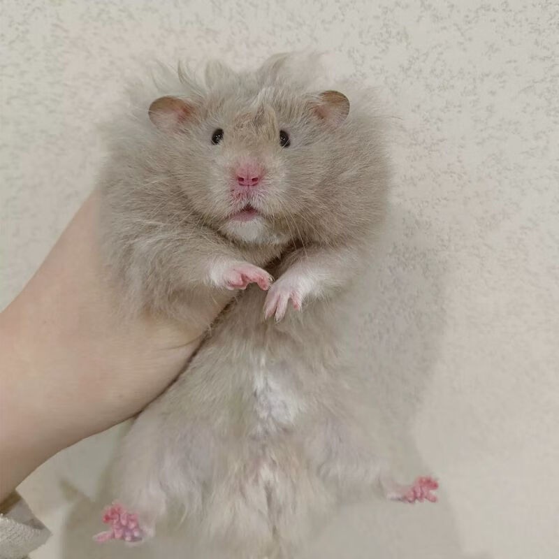 宠以沫长毛金丝熊活物笼子已打疫苗稀有波利纯银杂银肉桂丁香家养仓鼠