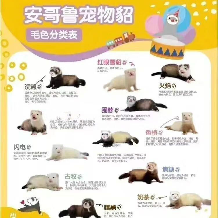 宠物真貂幼崽貂懒人安德鲁貂活物宿舍很好饲养萌新入门级宠物幼崽