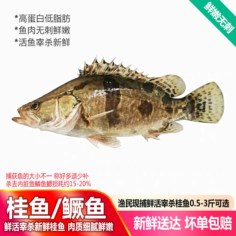 品鲜肴江苏大湖桂鱼鳜鱼新鲜季花鱼鳌花鱼淡水鱼桂花鱼无刺现捕活鱼现杀 单条净重1.6-1.7斤（共2条）