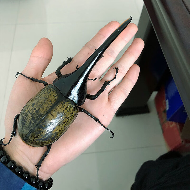 长戟大兜虫dhh海格力斯甲虫爬虫活体非独角另有战神亚