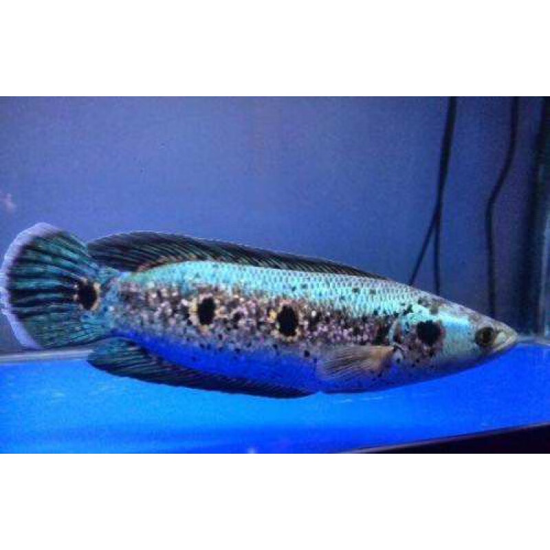 巨骨舌海红尾巨骨海象雷龙鱼巨骨舌鱼七彩海象大型