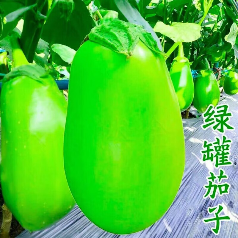 花语笙默青茄子种子绿油茄室外阳台盆栽春夏易种植绿皮茄子蔬菜种 青