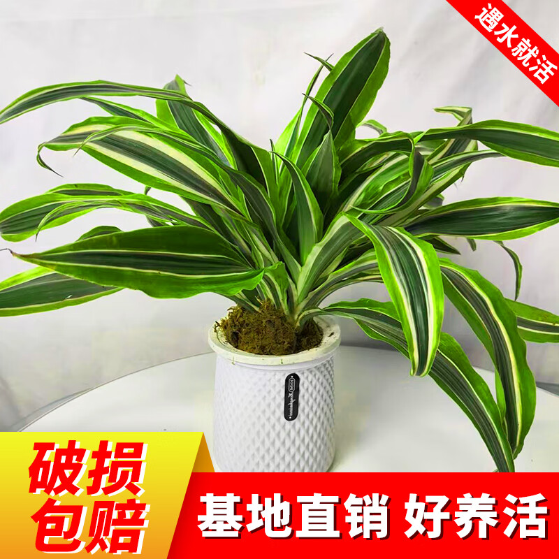 水培巴西美人盆栽苗金边龙血树室内办公桌面客厅四季常青观叶耐旱