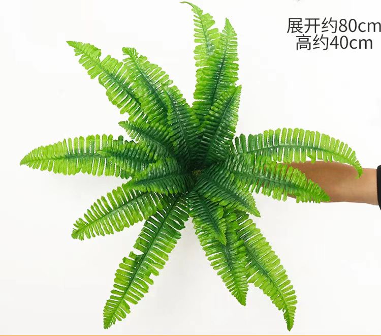 18叶大波斯叶 展开60厘米左右