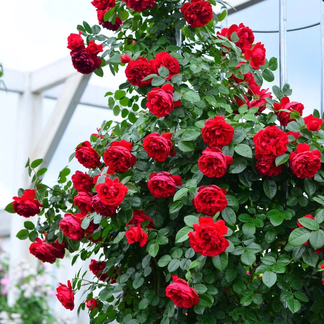 花润露佛罗伦蒂娜爬藤月季花苗盆栽地栽四季开花佛罗伦玫瑰红色大花