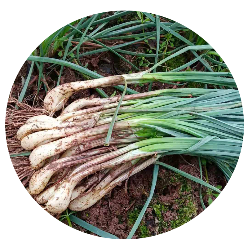 柏馋 新鲜净藠头5斤 带叶藠头 薤白茭头新鲜蔬菜 带叶藠头 1.5kg