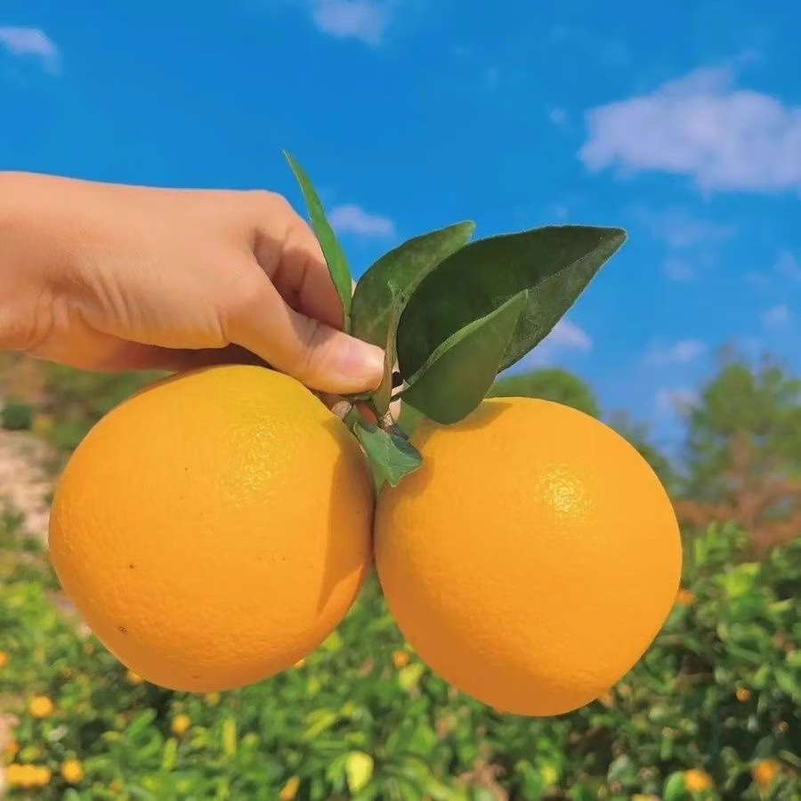 ڸȾѡ  ʳˮ ѡ 585mm+ش 22.9Ԫ