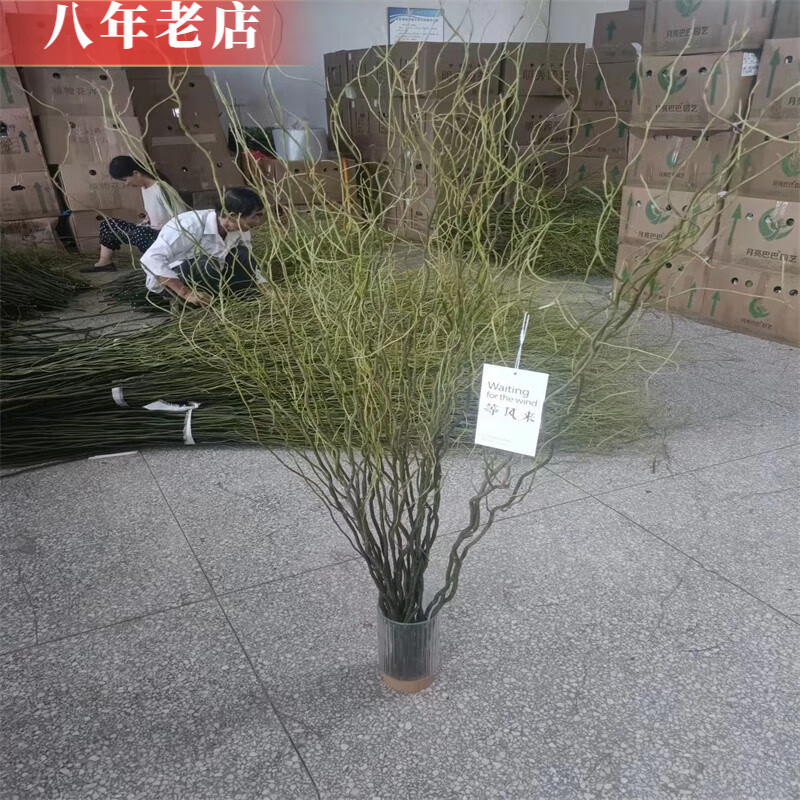 雅卉龙柳干树枝水培龙柳鲜枝水养懒人植物室内客厅落地长杆鲜花1.5米 龙柳20枝1.2米左右高