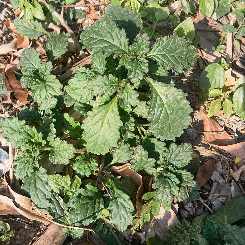 龙胆草深山新鲜 天然苦地胆草材 龙胆苦草干品苦胆青草药 生鲜品250克