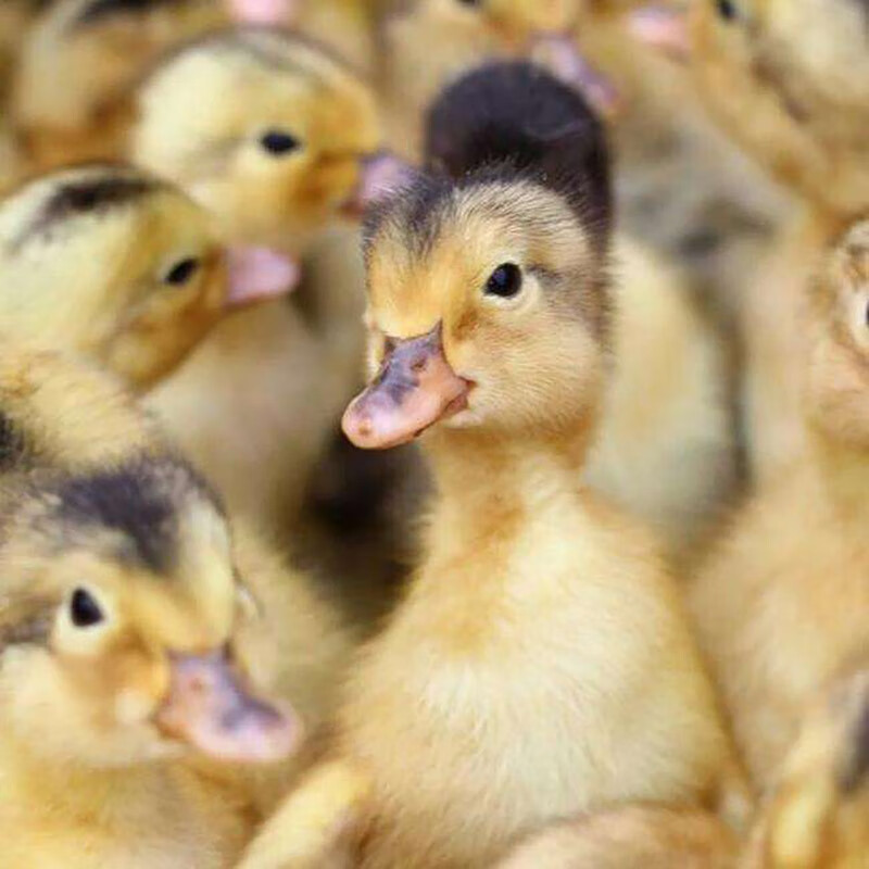 家养大种麻鸭活苗高产蛋鸭活体小鸭子金锭鸭青头鸭批发养殖鸭苗 20送