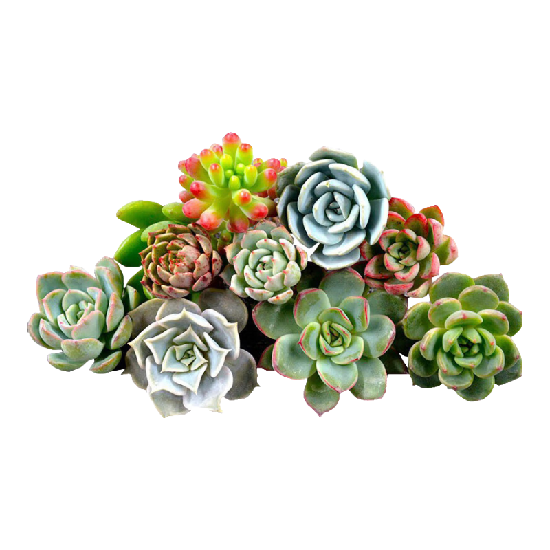 ����Ӷ���ֲ������������ֲDIY���ܶ�������������10��Դͷֱ�� 10Ԫ