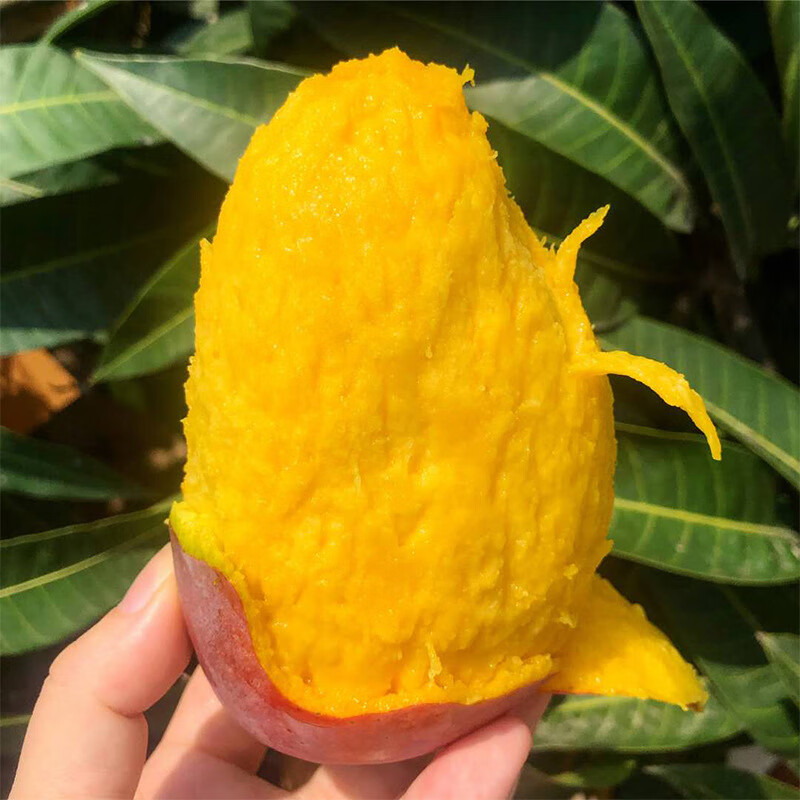 智田喜海南贵妃芒果应季新鲜水果现摘孕妇水果纸核芒 手选精品(芒果需要催熟才能食用) 贵妃芒中果净重4.5斤/单果100g+