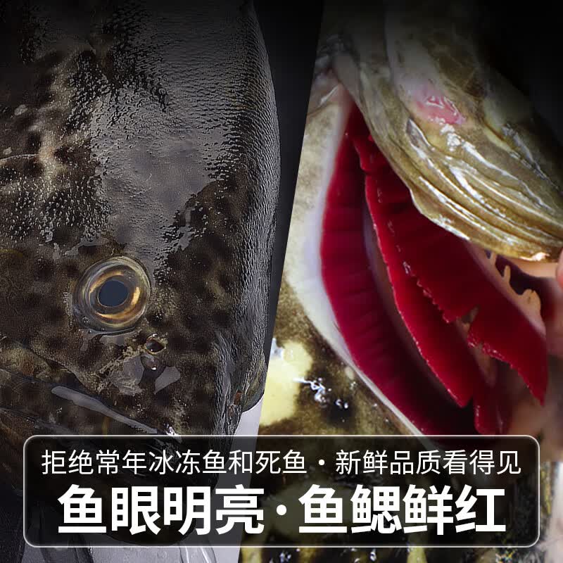 鲟食活冻石斑鱼野外生长海捕龙胆珍珠斑 老虎斑生鲜鱼类海鲜 石斑鱼净重650-800g/条【买一送一】