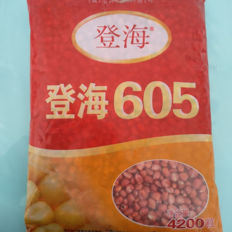 新种精品登海605玉米种红轴抗倒抗病耐涝风刮不倒产量超大棒 4200粒