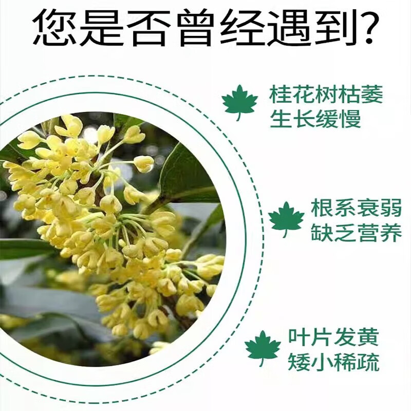 桂花树专用杀菌喷剂掉叶黑斑病桂花树专用肥料枯叶干尖黄叶营养液 3瓶装