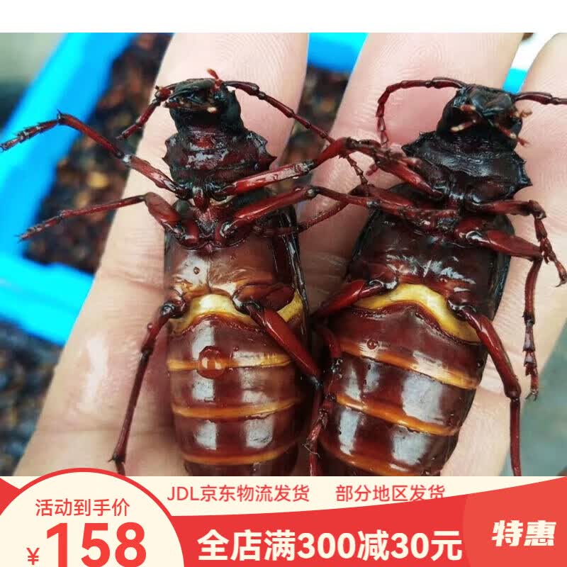 虎钢馋沂蒙山食用昆虫山水牛母带籽栓栓牛荒野昆虫山山牛公母山虫牛