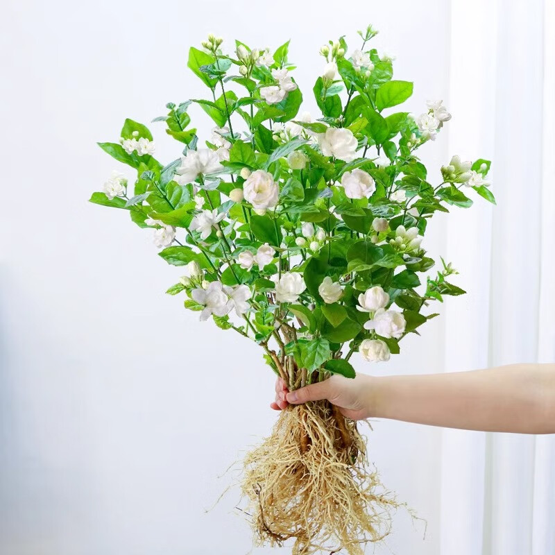 盆栽室内养花绿植鲜花水培植物办公茉莉花桌面九里懒人香水卉的 单发植物茉莉花10-12棵