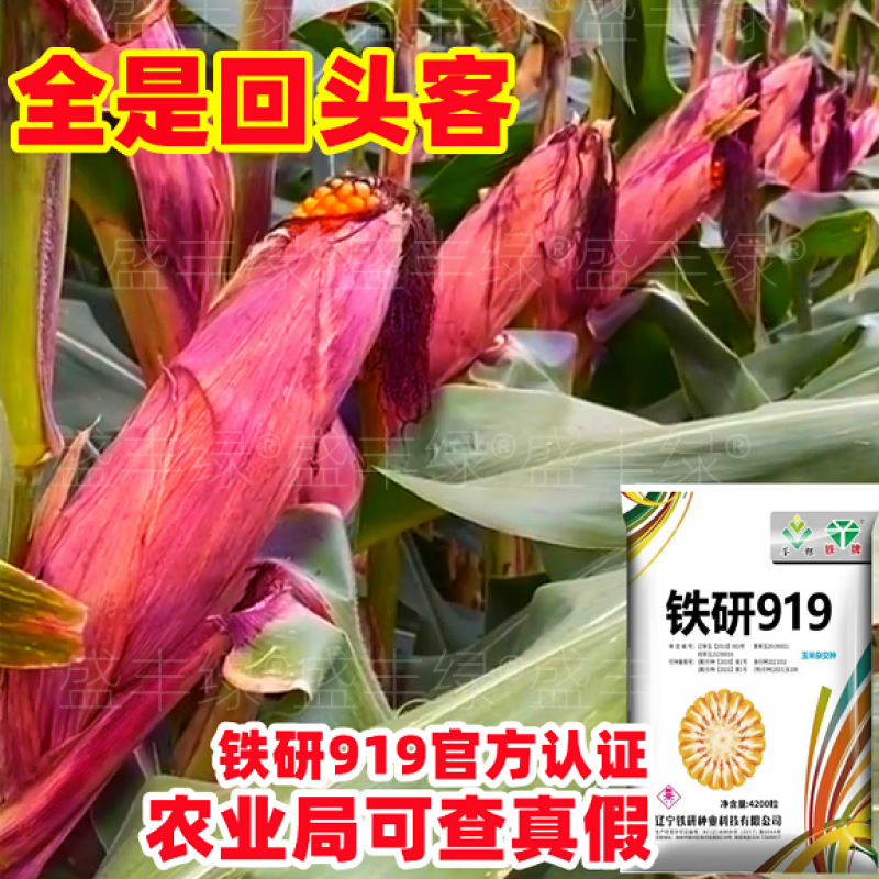 玉米种子高产矮杆大棒抗病抗倒不空杆不花粒春播夏播 灾年就种铁研919