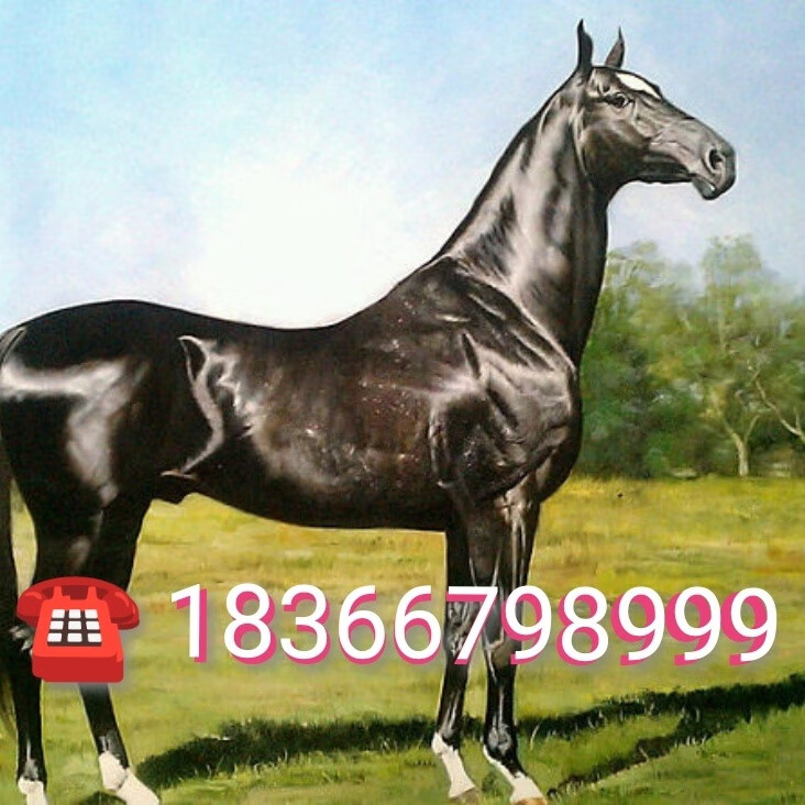 矮马德保宠物矮马设特兰矮马活体马小马驹骑乘大马价格多少钱一匹