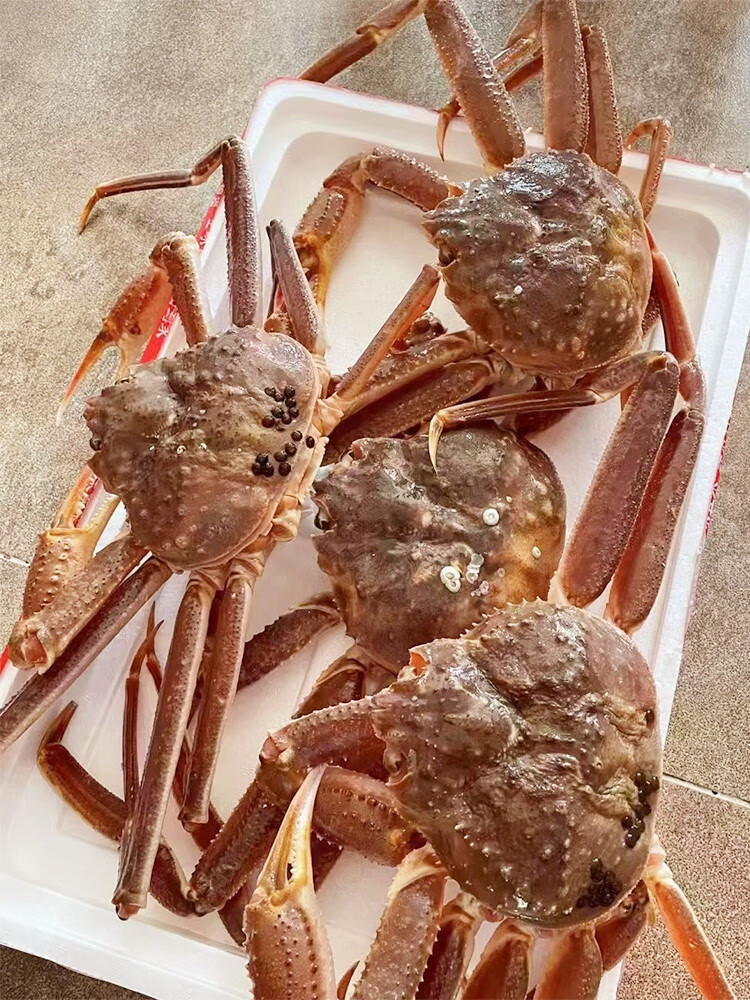 鲜活松叶蟹俄罗斯活体长脚蟹新鲜板蟹腿棒红毛蟹帝王雪蟹海鲜水产 1.