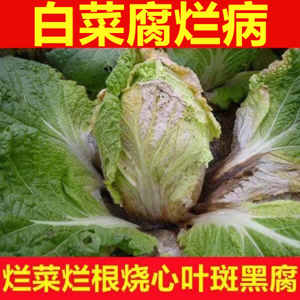 垄颖白菜腐烂病专用卷心菜大白菜烂根黄叶腐烂软腐病
