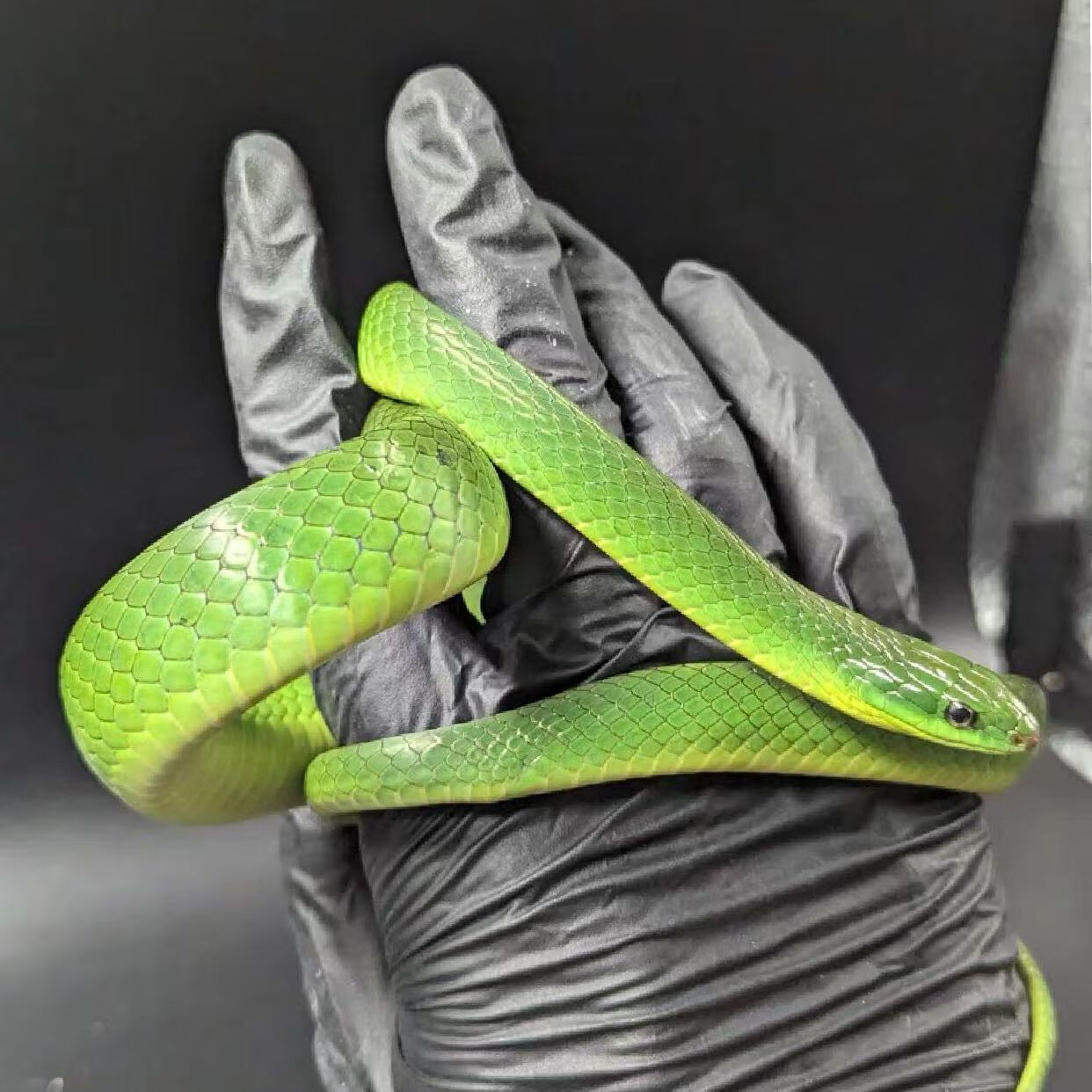 玉米蛇宠物蛇异宠爬行宠物活体  翠 青(苗/亚/成体) 翠青(亚/成体)