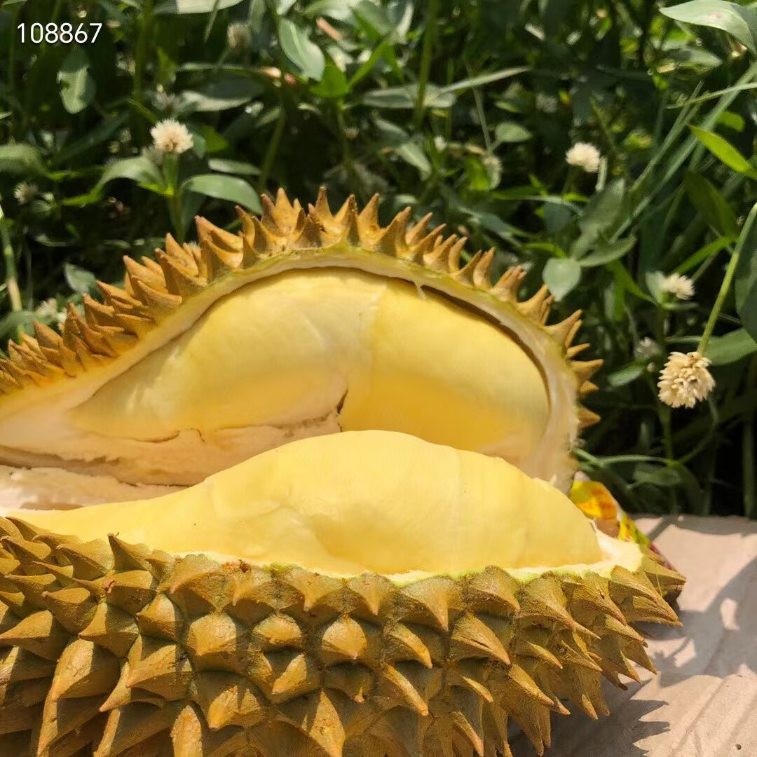 鲜耐【顺丰】正宗金枕新鲜榴莲泰国进口带壳大果软糯树熟 金枕榴莲(保3房) 净重3-4斤(1个果)