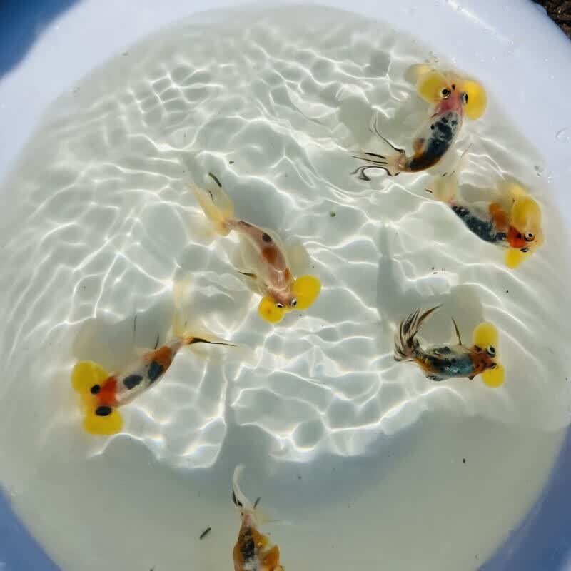 金鱼水泡五花泡朱砂泡奶牛泡泡眼可爱传统鱼 精选五花水泡5.