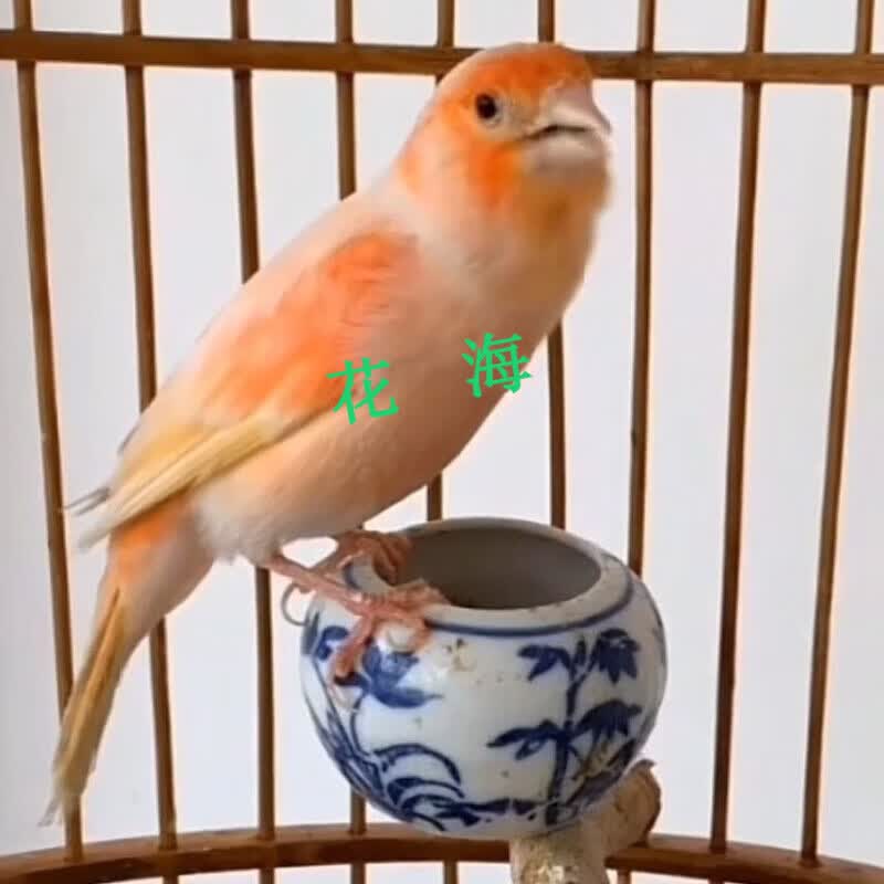 采缇玉鸟活体雪花纯种玉鸟大红袍便宜夫蓉鸟大红袍红桂皮马赛克大叫