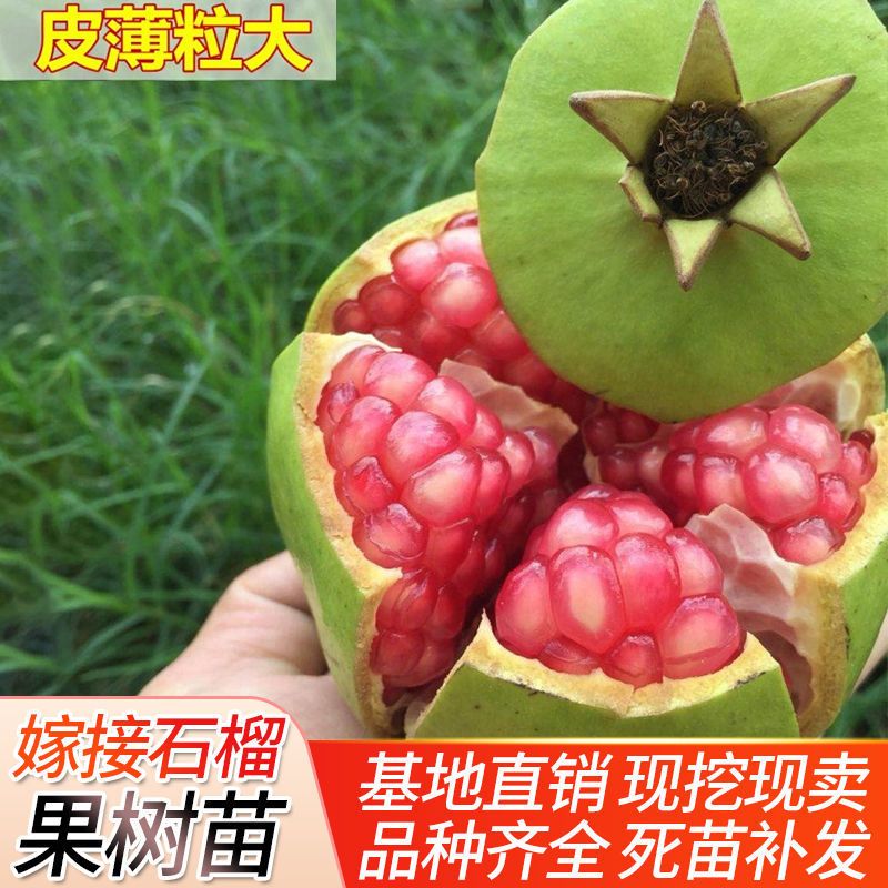 博雅锟大青皮甜石榴苗:北方南方种植:软子甜石榴树苗:果树:新品种石榴