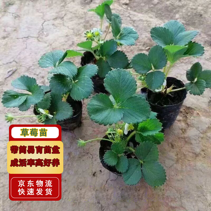 俲ݮͲݮļݮ統ݮԭ5Դͷֱ 9.8Ԫ