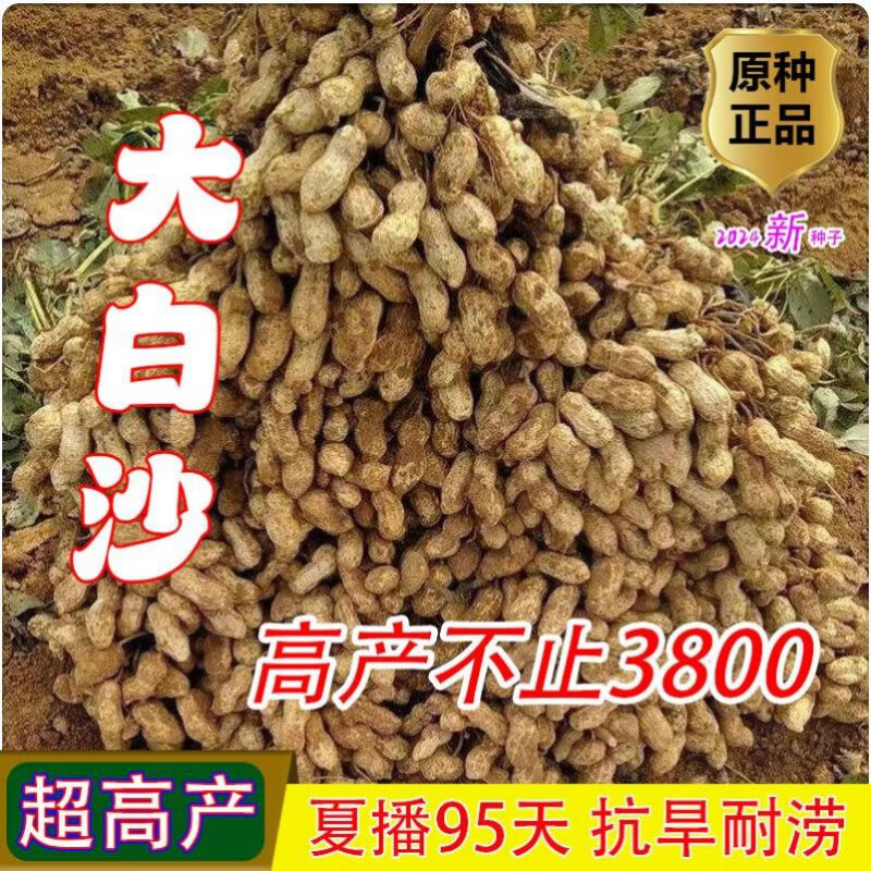 秋颖【经典】大白沙花生种子原种价农科院新品种薄壳矮杆带壳花生