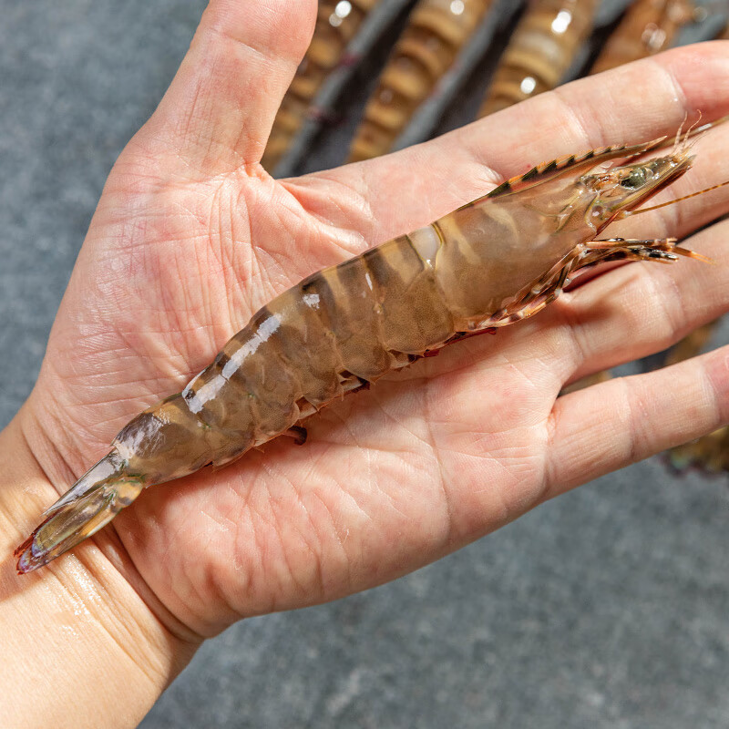 鲜可居 东山岛花脚黑节虾 短沟对虾  新鲜活冻刺身海捕九节虾 15cm
