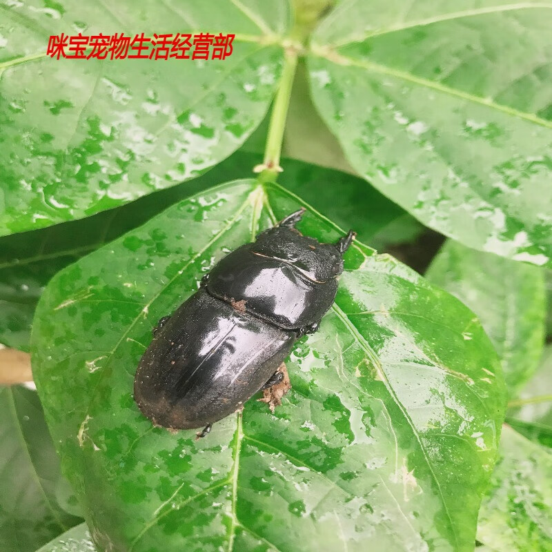 中华大扁锹独角仙活 宠物甲虫成虫昆虫活物锹形虫长戟兜虫斗 中扁母虫