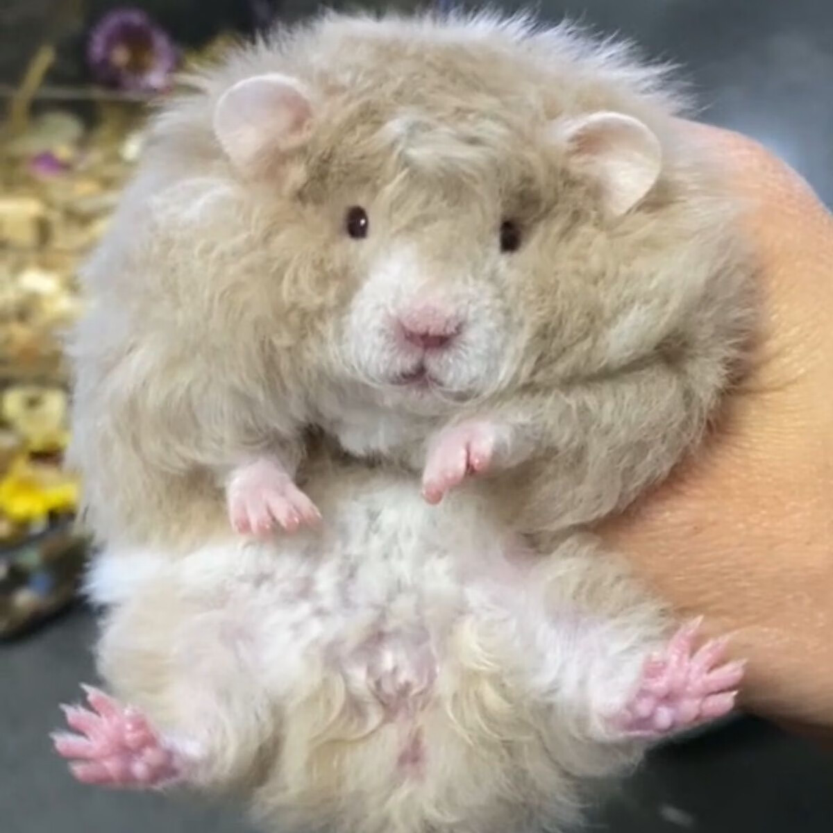 【家庭富养】卷毛金丝熊家养仓鼠活体卷毛白熊纯银蜜色波利金丝熊