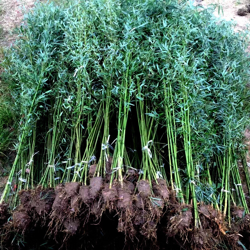 懒人熊竹子苗庭院四季常青罗汉竹紫竹耐寒大型金镶玉竹子树苗慈孝竹