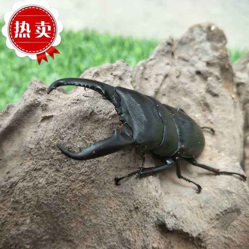 幼虫宠物昆虫甲虫非独角仙包活到家请拍开箱视频