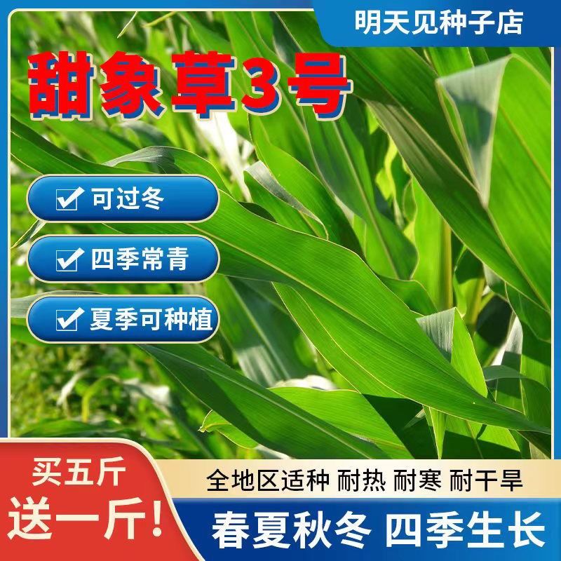 3号高丹苏丹草杂交四季高产喂猪牛羊鸡兔养殖鱼草牧草种子 一斤种子