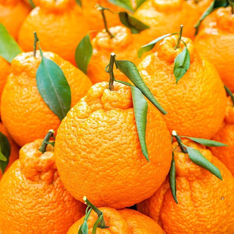 鲜宝道四川不知火丑橘新鲜水果整箱 5斤中果70mm-75mm净重4.5斤